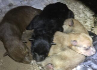 Avanza protección a la calidad de vida de los animales en Reynosa