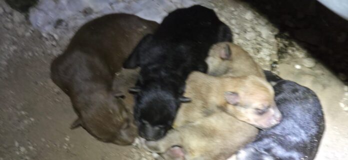 WhatsApp Image 2025-10-15 at 8.58.17 AM