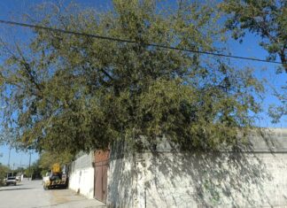 *Podan cuadrillas municipales árboles, para seguridad de alumnos de escuela de Reynosa*