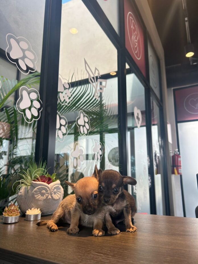 WhatsApp Image 2025-11-25 at 11.56.06 AM