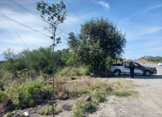 Guardia Estatal siembra encinos en la carretera Victoria–Monterrey y transforma el entorno carretero