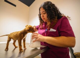 *Ofrece Carlos Peña Ortiz atención del Hospital Veterinario Municipal*