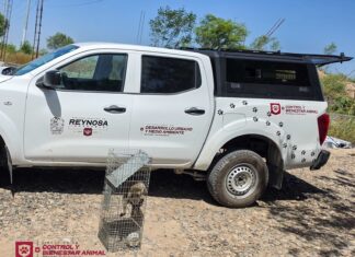 *Libera Gobierno de Reynosa a mapache en su hábitat*