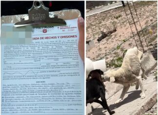 *Atendió Control y Bienestar Animal atendió reportes en Las Cumbres y Ernesto Zedillo*