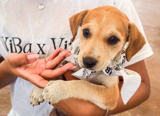 *Participó Control y Bienestar Animal Municipal en “Move for Paws” para impulsando adopción responsable*